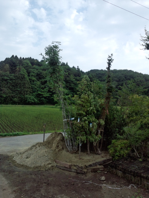 新年度です。