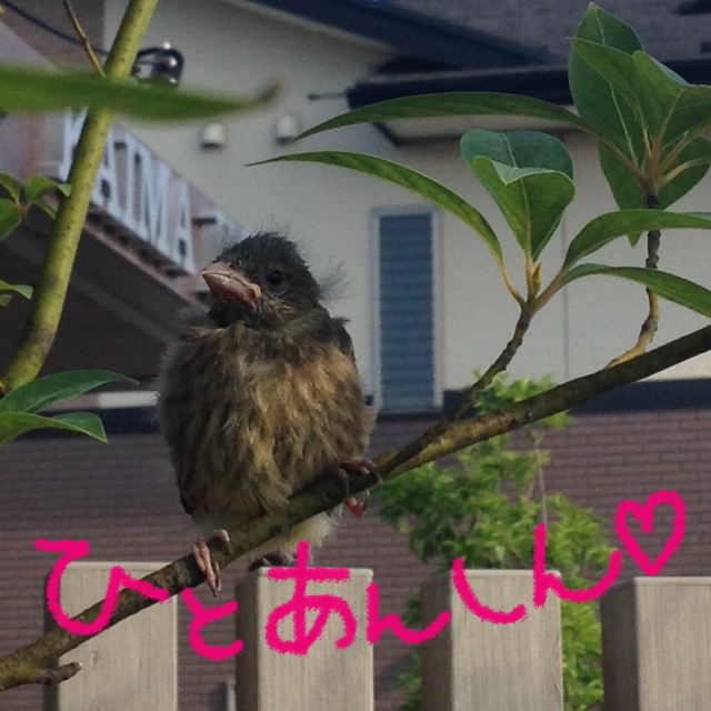 珍客、風にそよぐ。