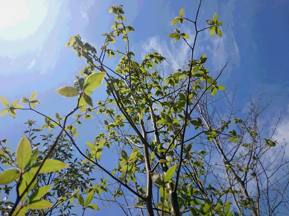 春らしいお天気です。