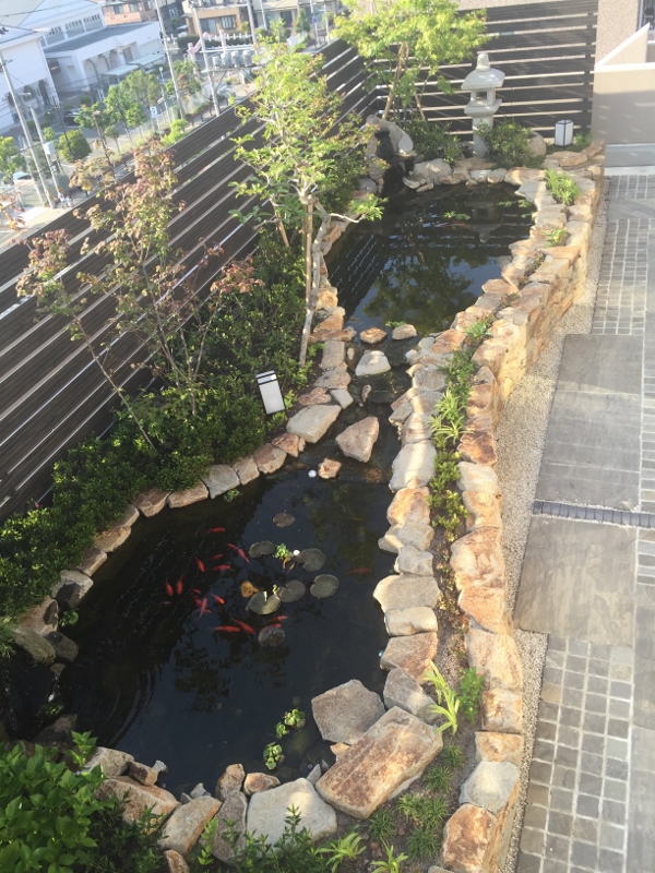 屋上庭園　池