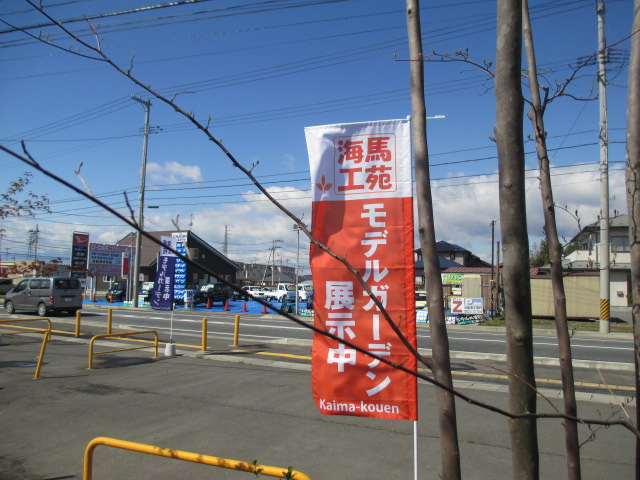 今日の庭