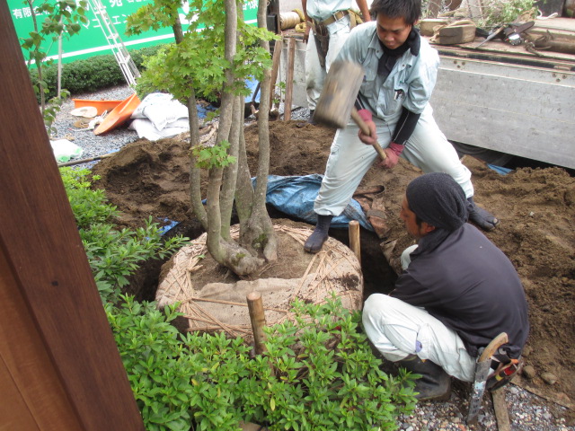 コハウチワカエデの地下支柱