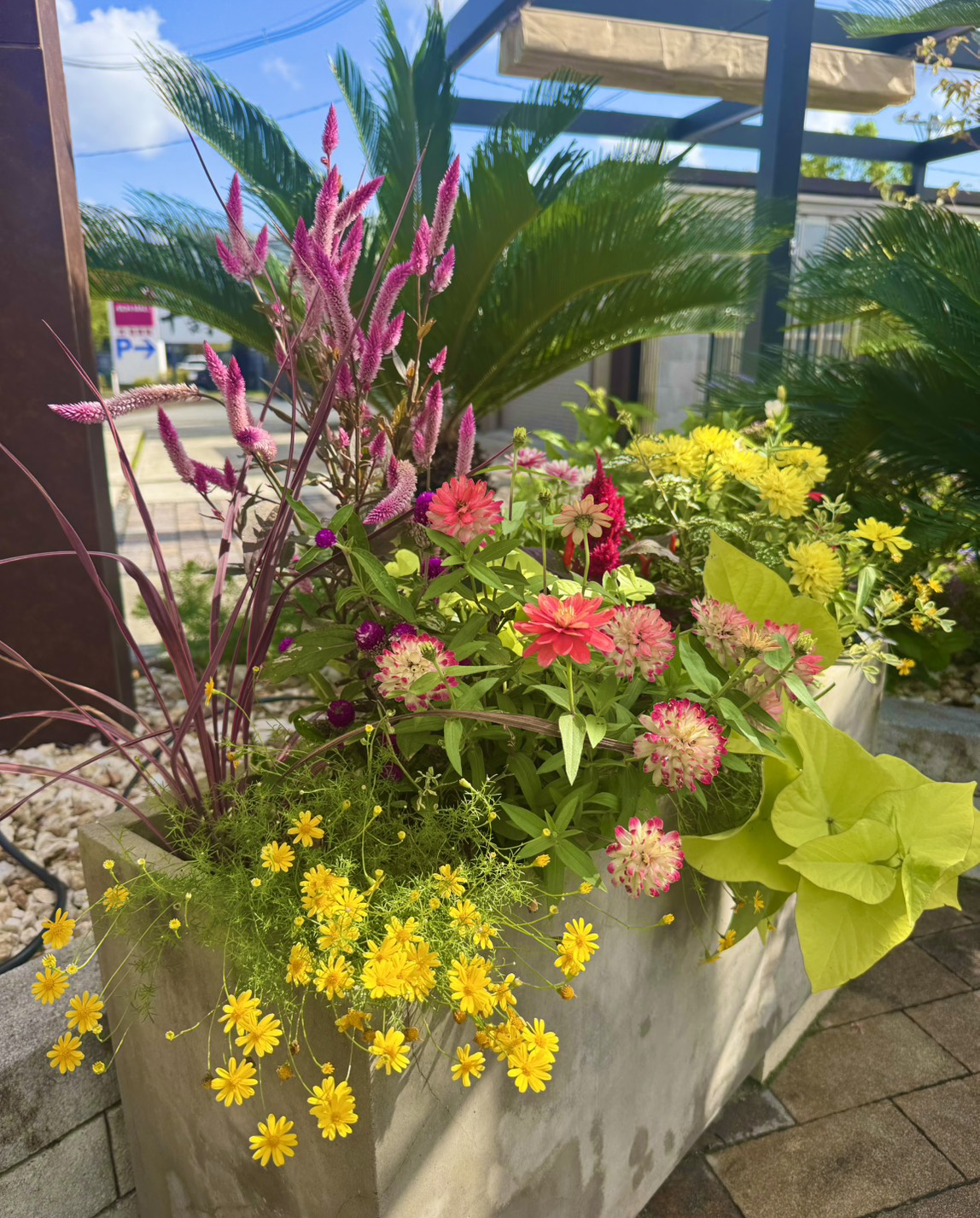 寄せ植え