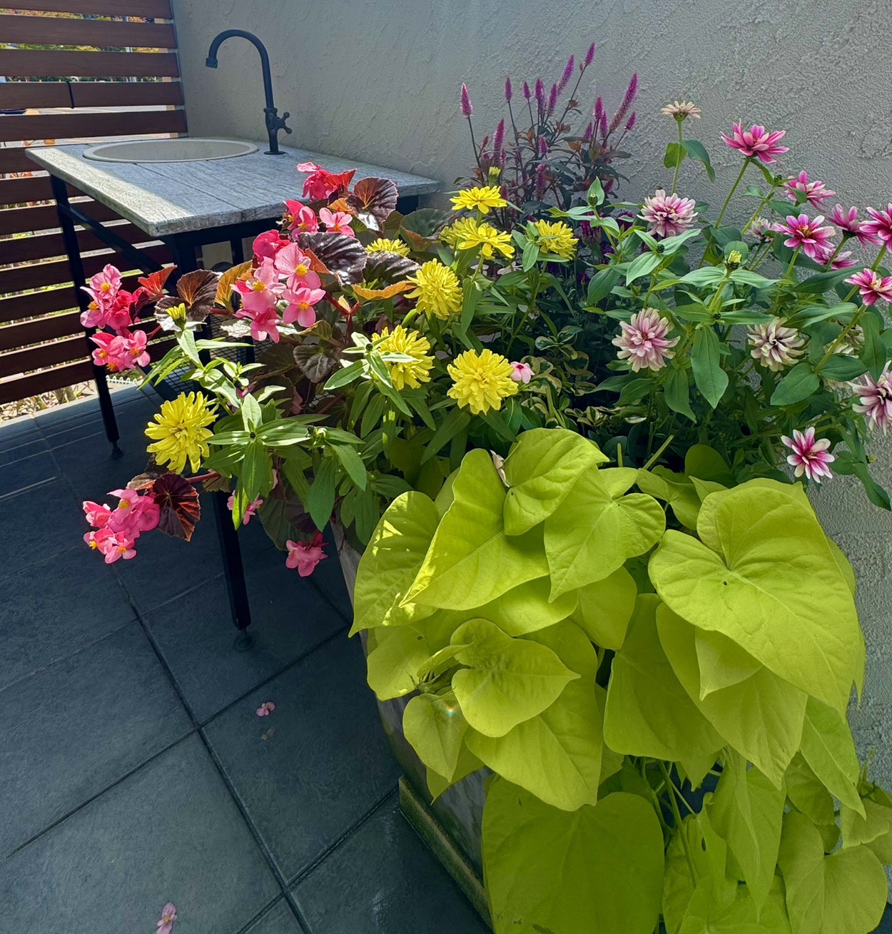 寄せ植え