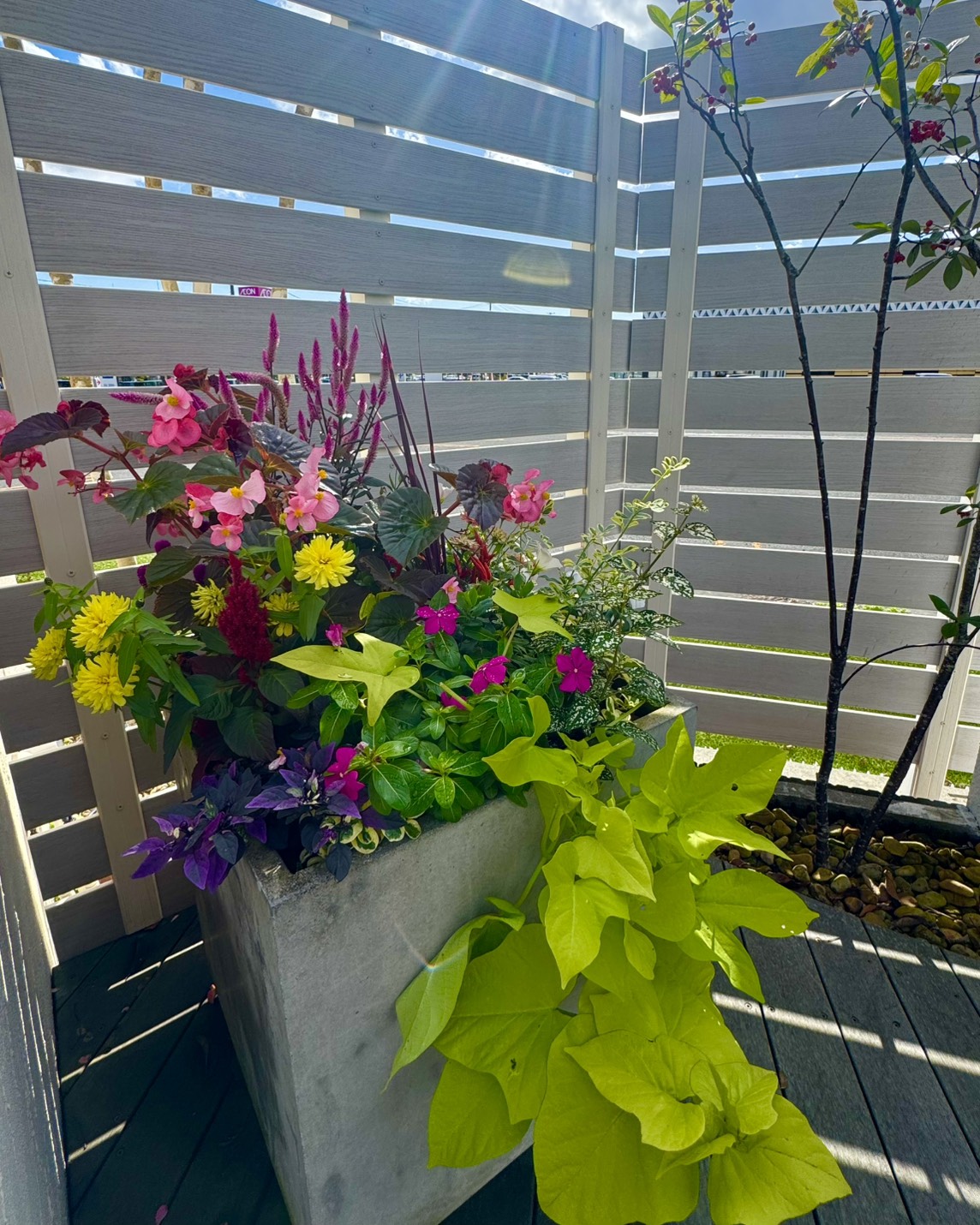 寄せ植え