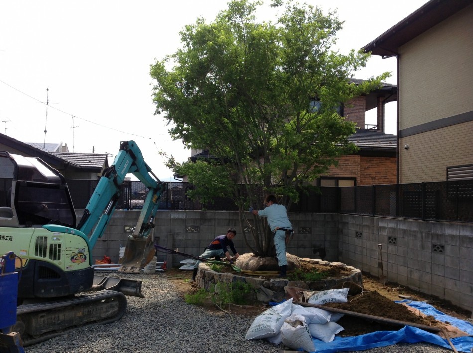 石巻市 モミジ植え付け中