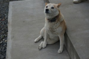 看板犬のメロ