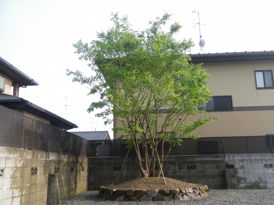 庭のシンボルツリーがイロハモミジ 仙台市 外構 庭 エクステリア 海馬工苑