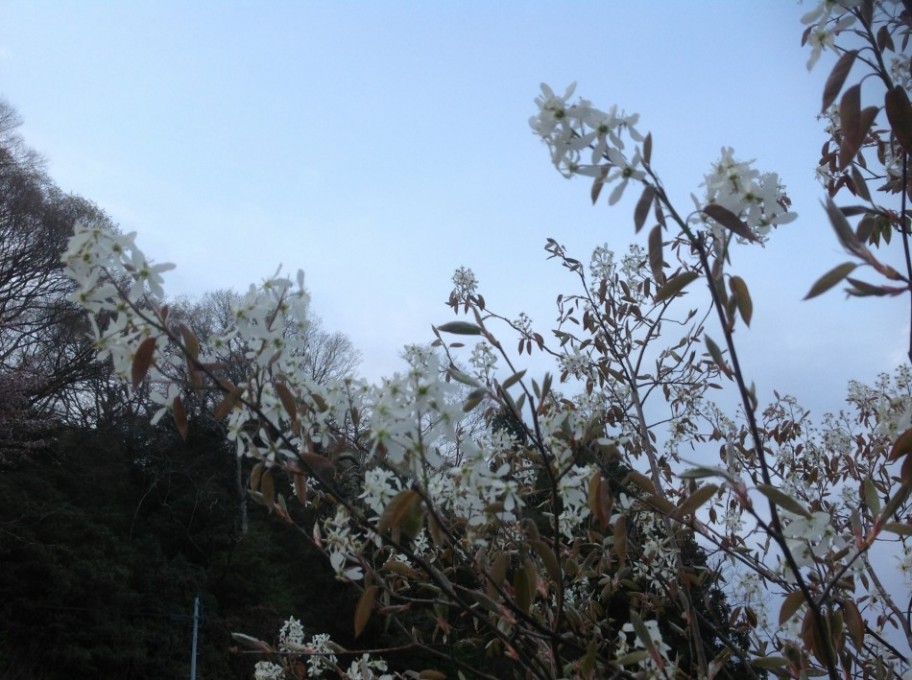宮城県 ジューンベリーが咲きました